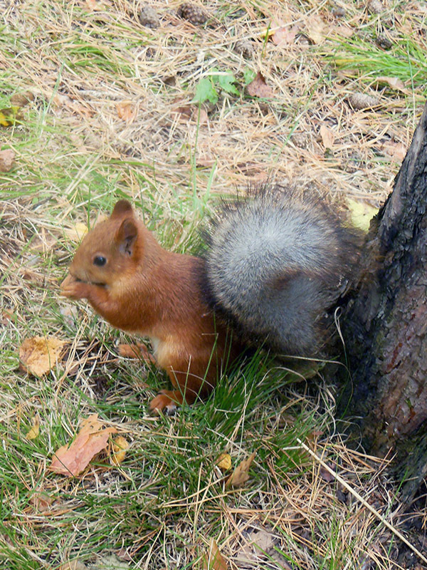 beggar in the park - Squirrel, Beggars, Forest, Animals, Longpost