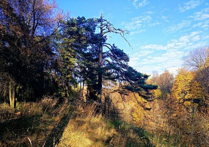 Over the yellow scree of the cliff ..... - My, Walk, Autumn, Longpost