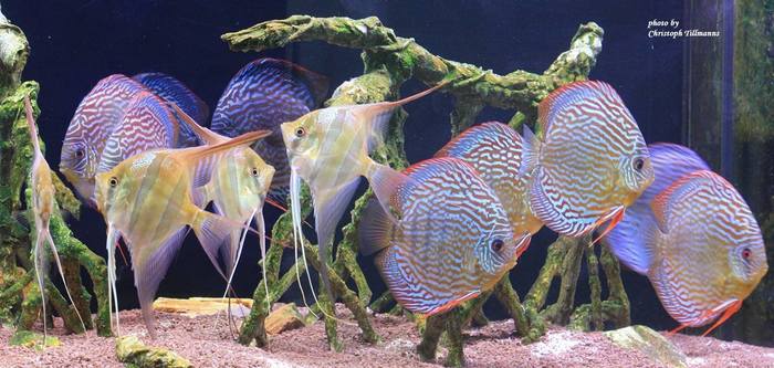 Дискусы и альтумы