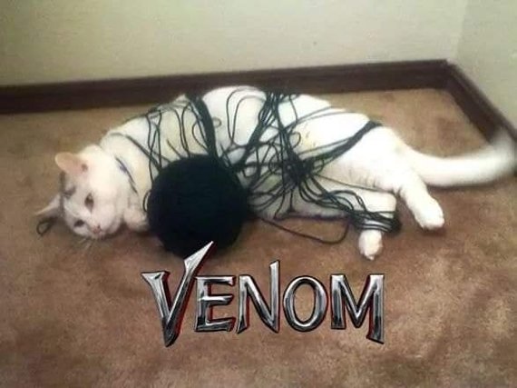 Venom - Venom, cat