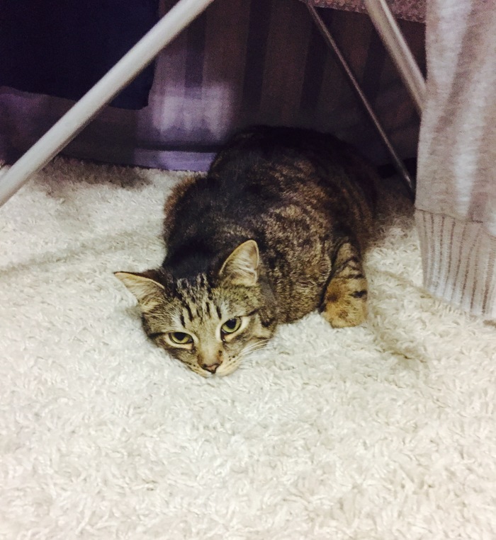 Серия " Субботний кот" продолжается)Я устал, я мухожук..