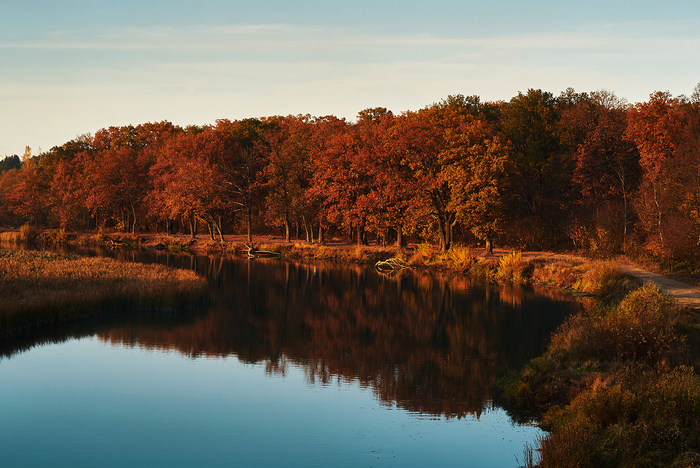 Горят дубы.