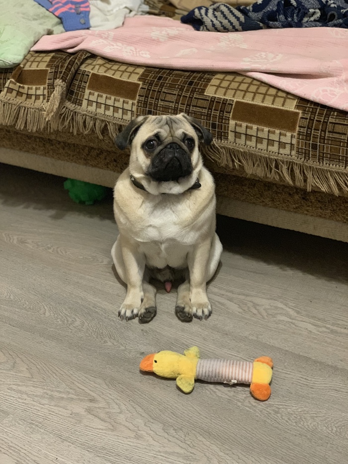 He always sits like this... - NSFW, My, Pug, Dog, Sits well, Bolt