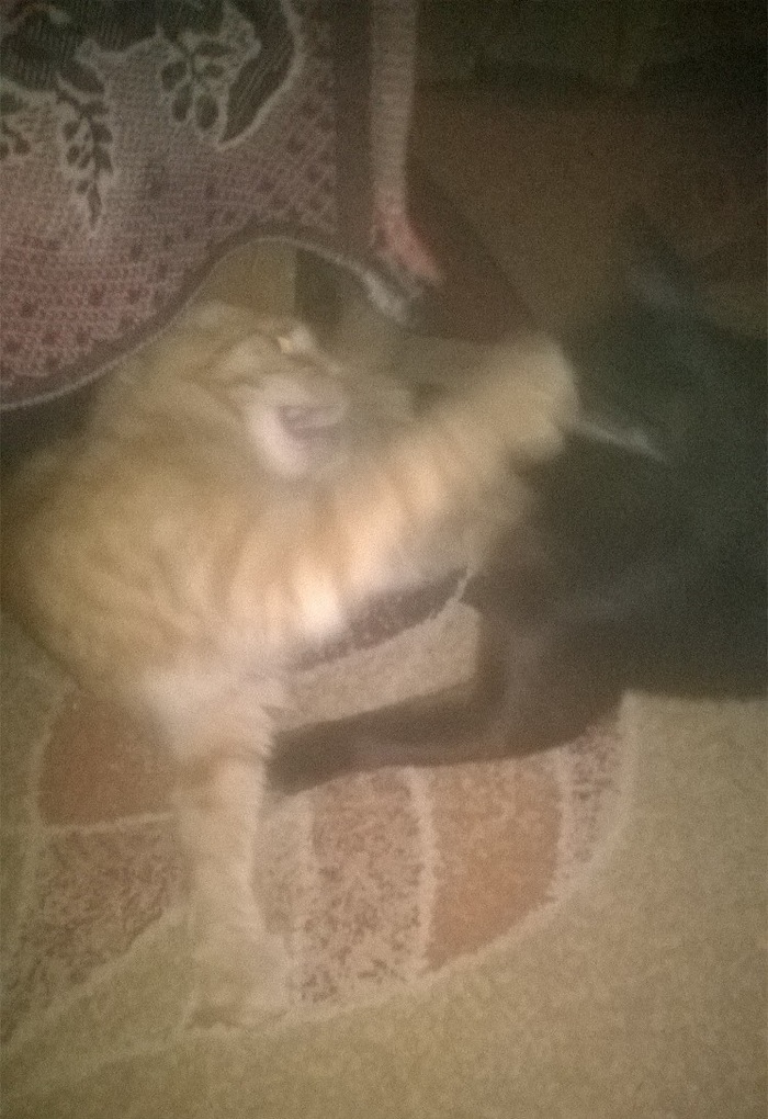 This Faicht - My, cat, Fight, Morning