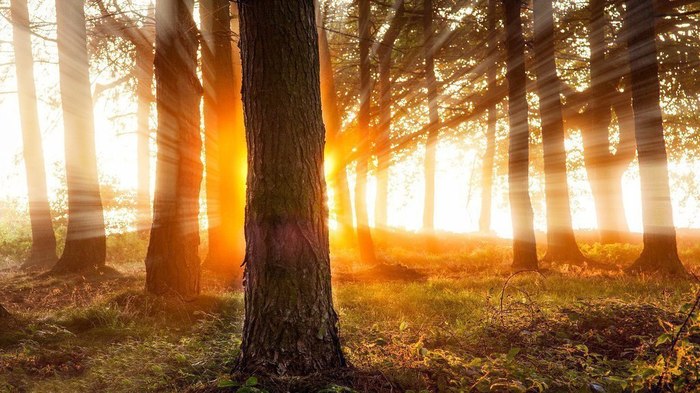 Sunrise and sunset in the forest - Forest, Nature, dawn, Sunset, Play of light, beauty