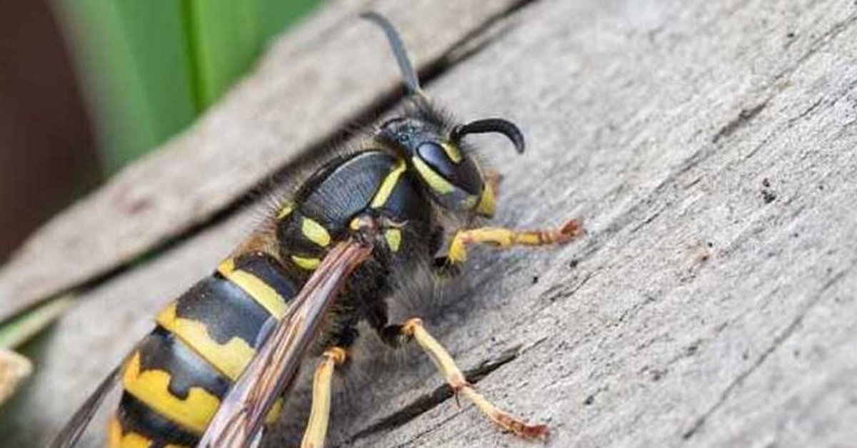 Земляная оса. Как выглядит ребенок осы. Лесная оса. Жало, у насекомых. Как выглядит ребенок осы.