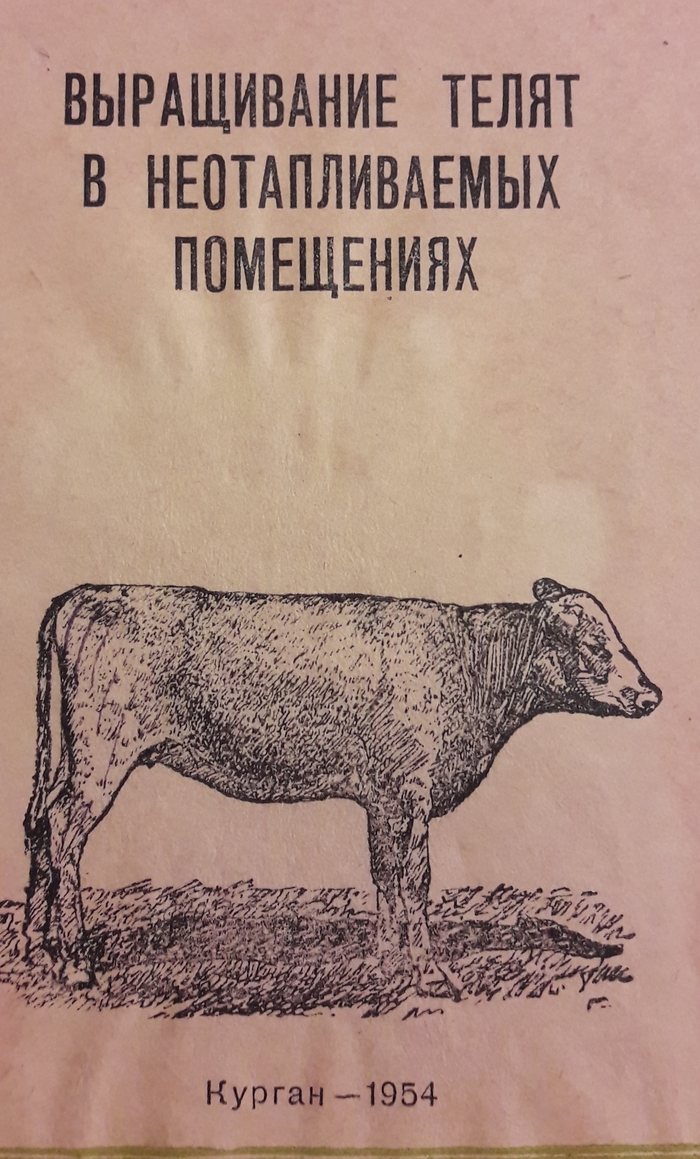 Some episodes from the life of calves in the early 1950s - the USSR, Сельское хозяйство, Longpost