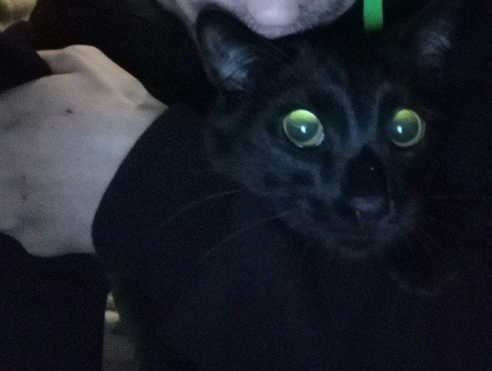 When friends ask you to send a selfie with your wise cat in the chat, and you're already drunk - My, The photo, Cat hippo, Selfie, cat, Black cat