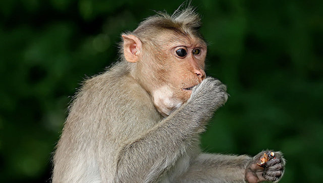 Monkeys throw bricks at man in India - India, Murder, Monkey, Animals