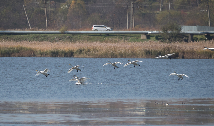 The swans have arrived - My, Swans, Osprey, Lazorevka, Cormorants, Photo hunting, Birds, Swan-Whooper, Find, Longpost
