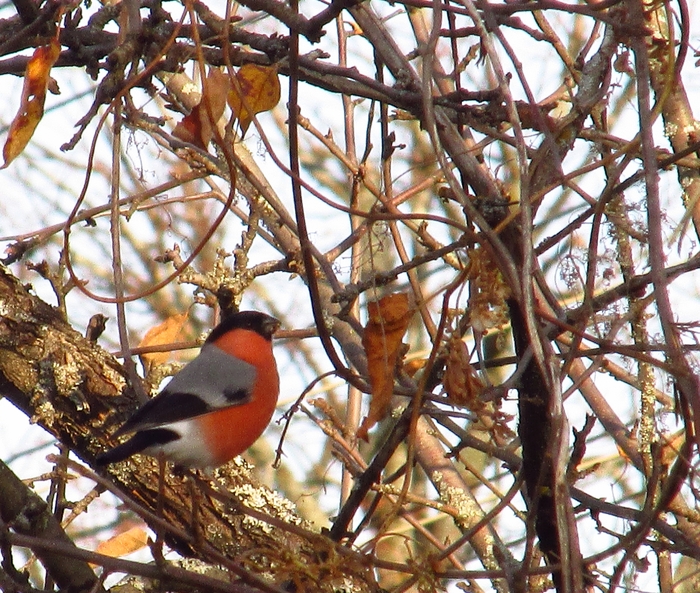 Winter is coming ... - My, Birds, Bullfinches, Подмосковье