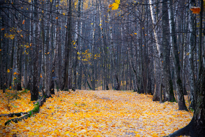 Autumn Moscow. Bitsevsky park - My, The photo, Autumn, Moscow, Bitsevsky Park, Birch, Forest, The park, Nature