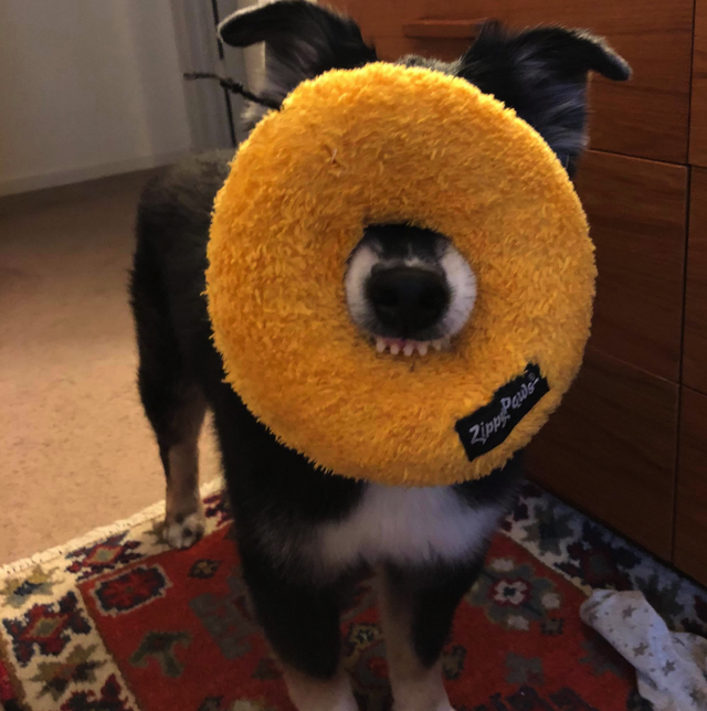 I can't see anything, but I wanted to say hi. - Dog, Bagels