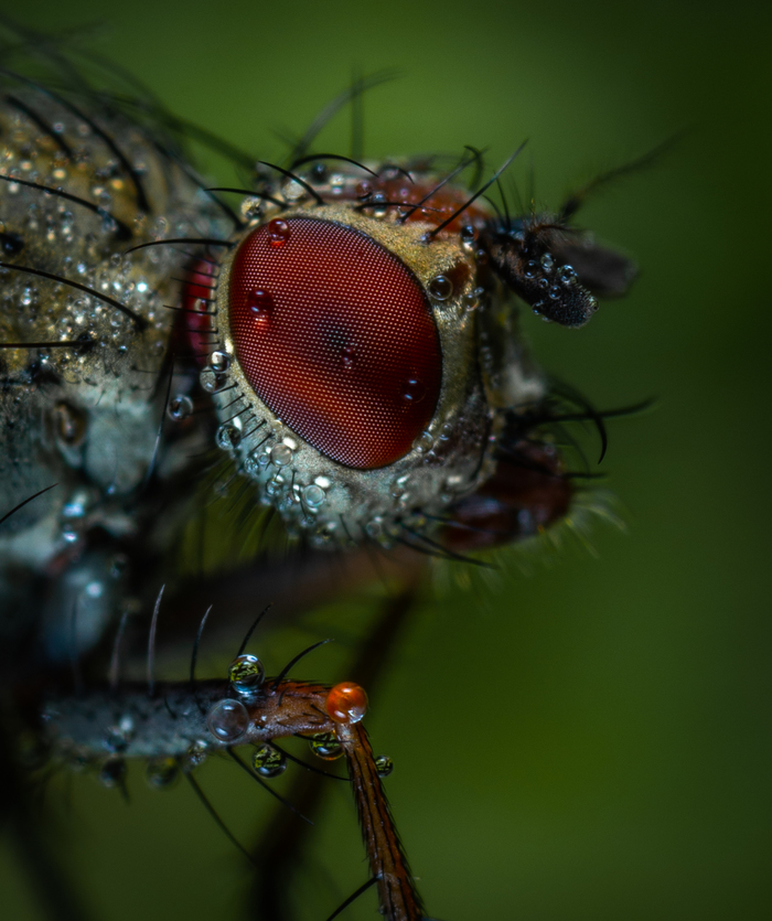 Fly portrait - My, Macro, Macrohunt, Муха, Dipteran, Insects, Mp-e 65 mm, Macro photography