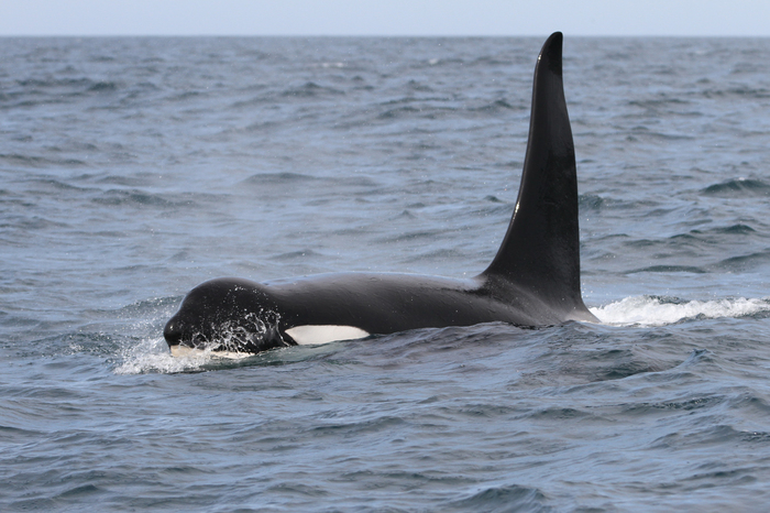 Dorsal fin of a male killer whale - The science, Biologists, Killer whale, Copy-paste, Elementy ru, Longpost