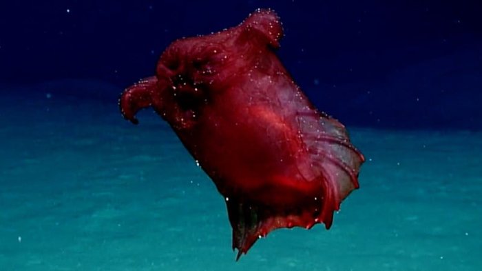 Australian scientists have photographed for the first time in the Pacific Ocean a deep-sea cucumber, also known as the headless chicken monster. - The photo, For the first time, Find, Water Monsters