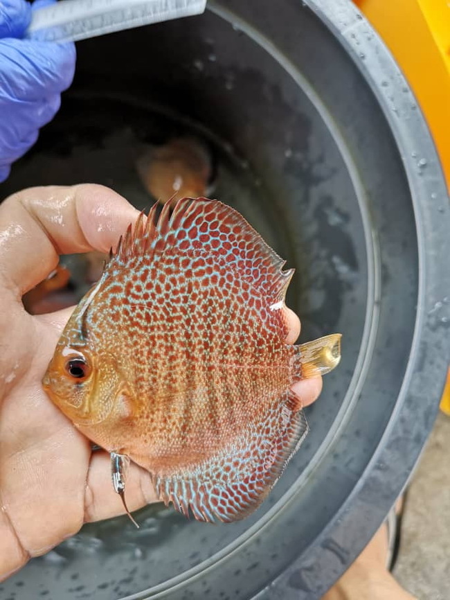 New Handsome Discus - My, , , A fish, , Aquarium fish, Longpost