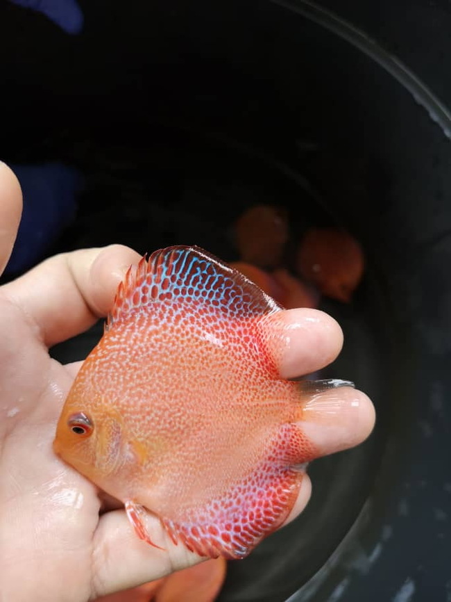 New Handsome Discus - My, , , A fish, , Aquarium fish, Longpost