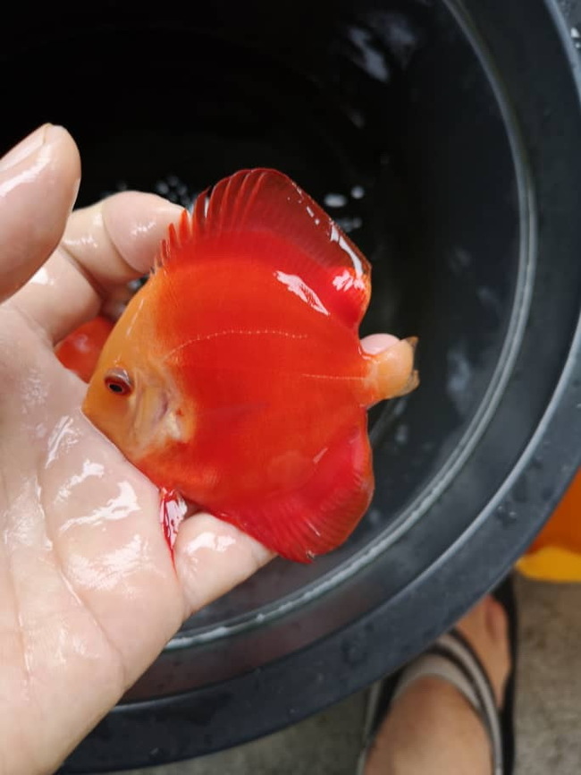 New Handsome Discus - My, , , A fish, , Aquarium fish, Longpost