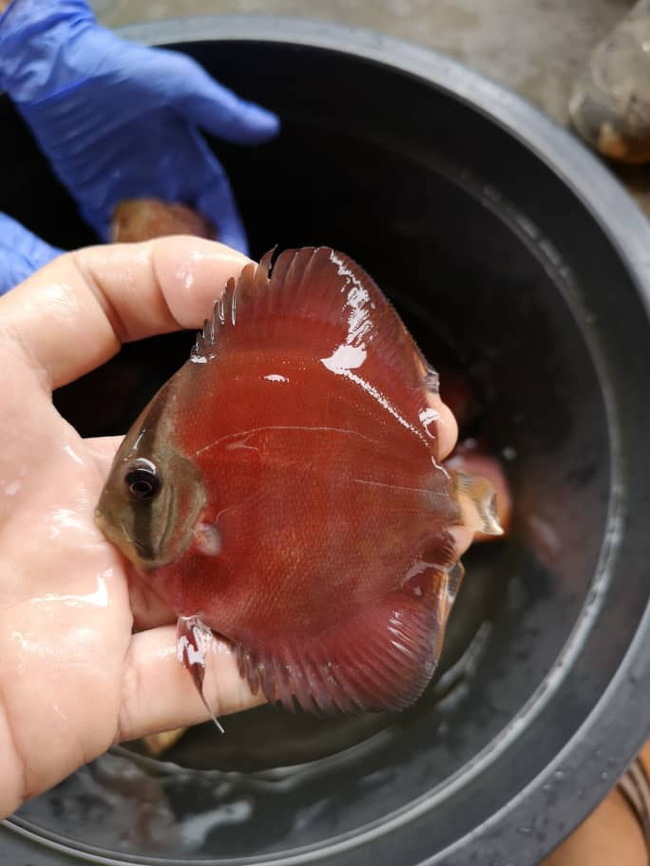 New Handsome Discus - My, , , A fish, , Aquarium fish, Longpost