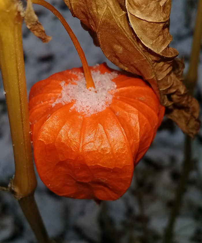 First snow - My, Snow, Physalis, Golden color