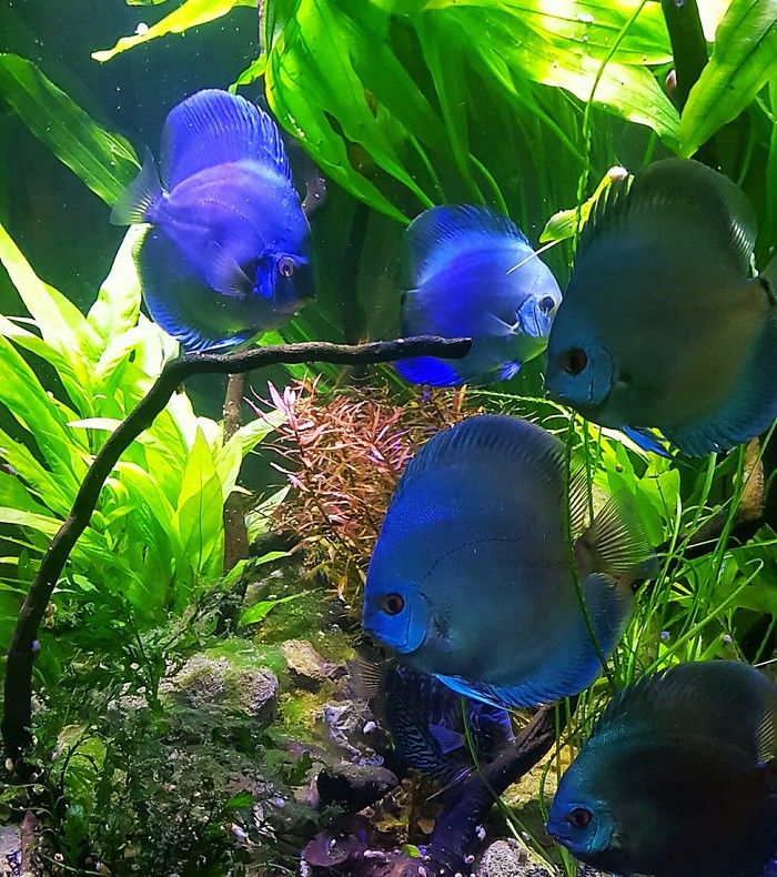   "Blue diamond",      , , , Discus, 