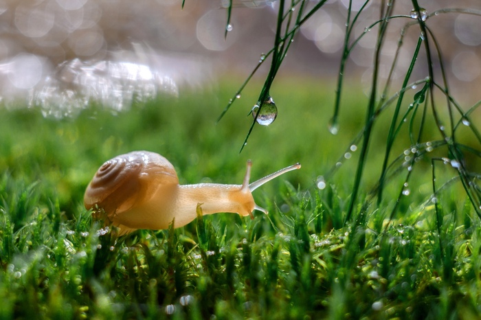 Snail. - Snail, Nature, beauty, Macro, Landscape, The photo, Macro photography