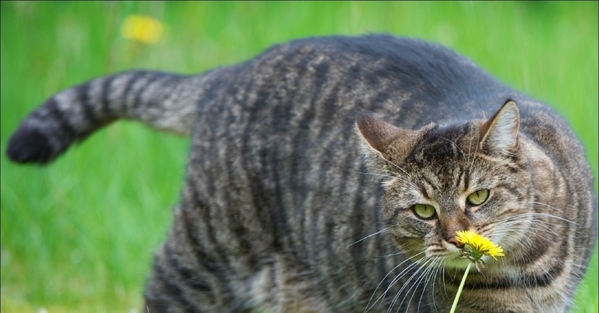 Флаффи рэгдолл. Персидская длинношерстная кошка джуно. Порода кошки ван кедиси. Кот густ. Порода джуно кошка.