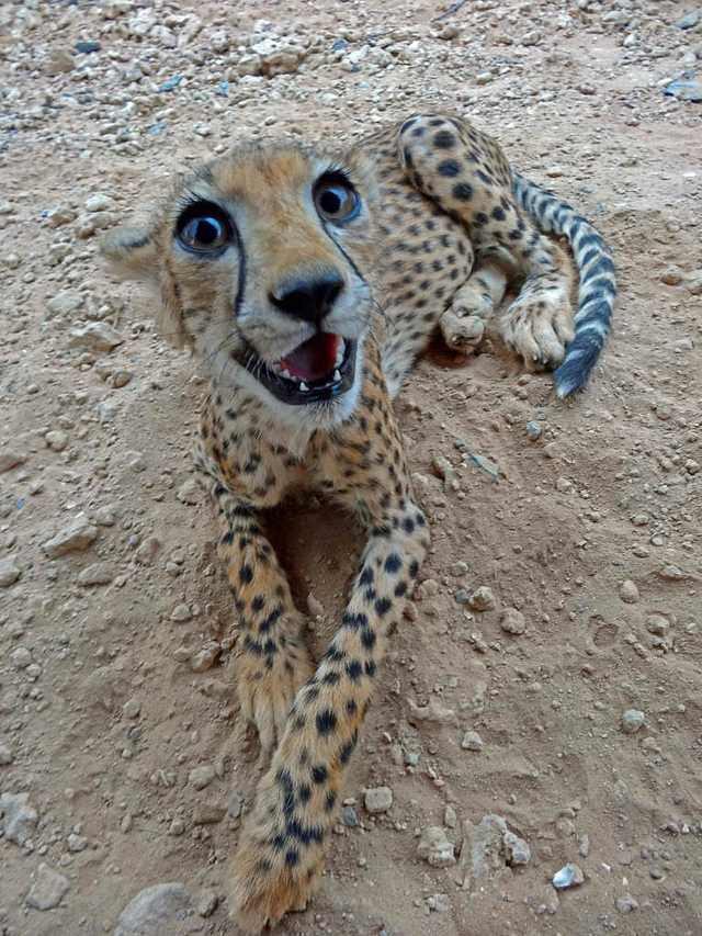 Look at this beauty - Animals, Gorgeous, Reddit, Cheetah