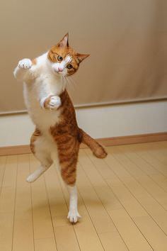 Cats, in general, are somewhat similar to Caucasians ... - cat, Lezginka, Dancing, The photo, Longpost