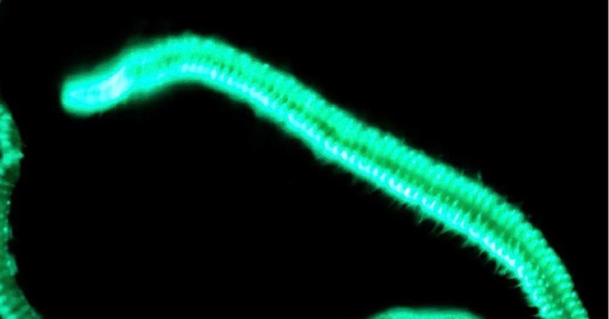 Зеленый червь оригинал. Черви Odontosyllis. Светящиеся кольчатые черви. Люминесцирующие кольчатые черви. Биолюминесценция червей.