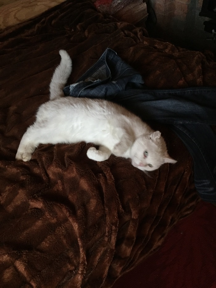 White cat is looking for a new home!!! - cat, In a new home, Lost, Longpost, In good hands