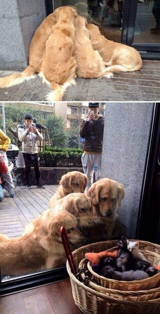 It's too cute! - Reddit, Dogs and people, Kittens, Everybody's watching, cat, Dog