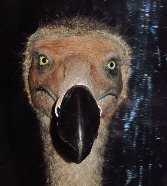 Are you dead yet? - My, Birds, Dodo, Museum, Extinction
