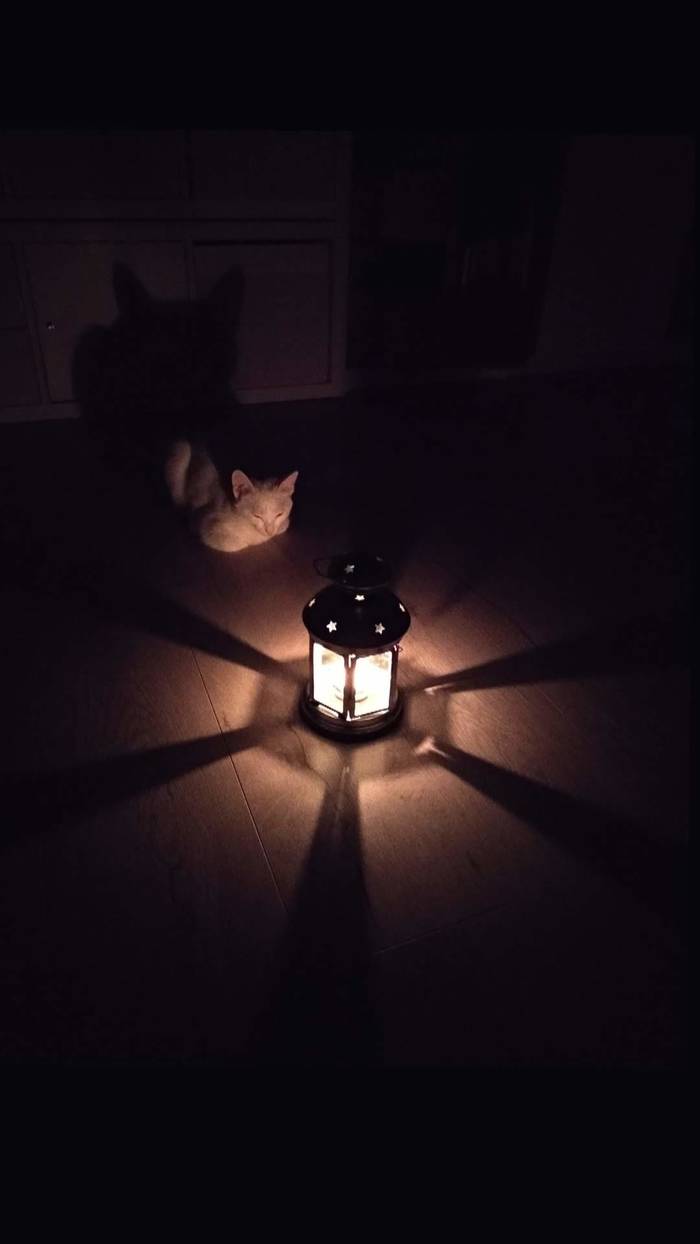 Evening Catolampa - My, Cat with lamp, , , , Magic lamp, Candle, cat