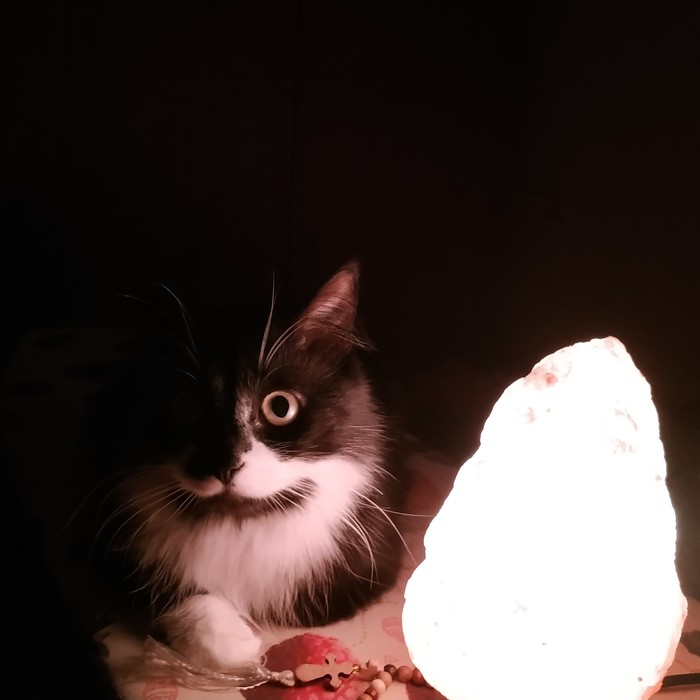 Cat lamp stories - My, cat, Лампа