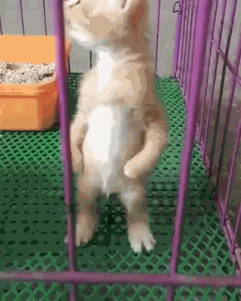 Let me out! - cat, Cell, Meow, GIF