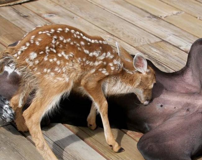 Amazing friendship in the animal world. Kate and Pippin. - Animals, Unusual, Longpost, Dog, Deer, friendship, Images, Video, Deer