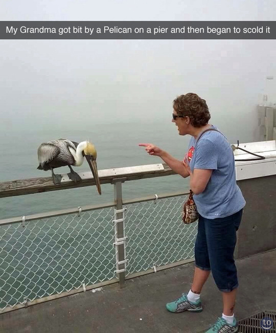 My grandmother was bitten by a pelican on the pier and she started to tell him off - Grandmother, Pelican