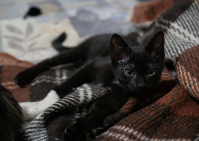 Cheerful black cat is looking for its owners. - GIF, I will give, Black cat, Nizhnevartovsk, In good hands, cat, My, No rating, Longpost