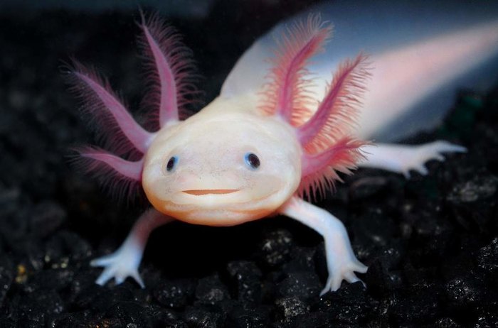 Want to know everything! - Animals, Peace, Nature, Axolotl, Want to know everything, Biology, Video, Longpost