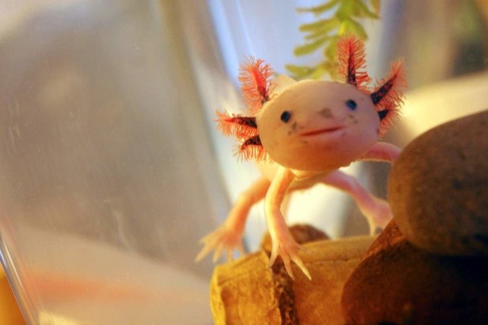 кто такой аксолотль рыба или лягушка. Смотреть фото кто такой аксолотль рыба или лягушка. Смотреть картинку кто такой аксолотль рыба или лягушка. Картинка про кто такой аксолотль рыба или лягушка. Фото кто такой аксолотль рыба или лягушка кто такой аксолотль рыба или лягушка. Смотреть фото кто такой аксолотль рыба или лягушка. Смотреть картинку кто такой аксолотль рыба или лягушка. Картинка про кто такой аксолотль рыба или лягушка. Фото кто такой аксолотль рыба или лягушка