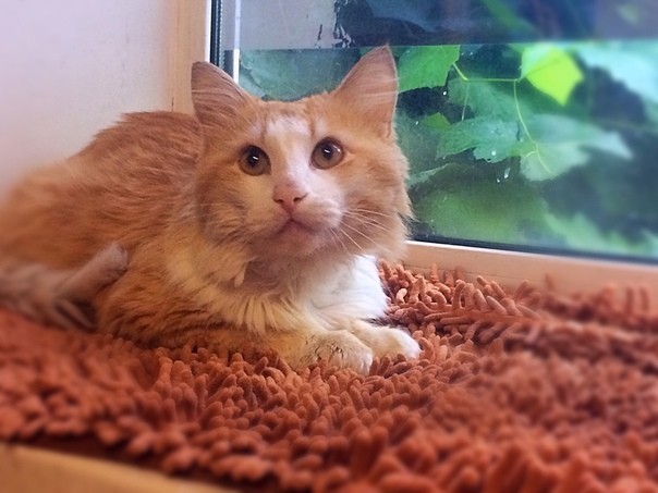 Yasha is looking for a home - My, No rating, cat, In good hands, Saratov, Longpost