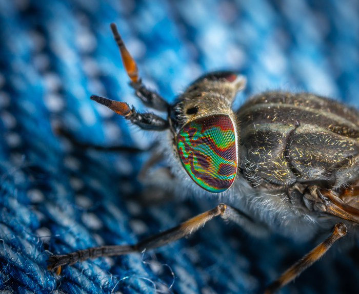 Blindfold on jeans - My, Macro, Macrohunt, Dipteran, Insects, Horsefly, Mp-e 65 mm, Macro photography