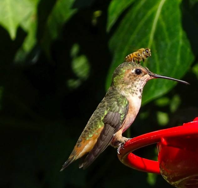 A moment of relaxation in a mini-world - Hummingbird, Bees, Relaxation, 