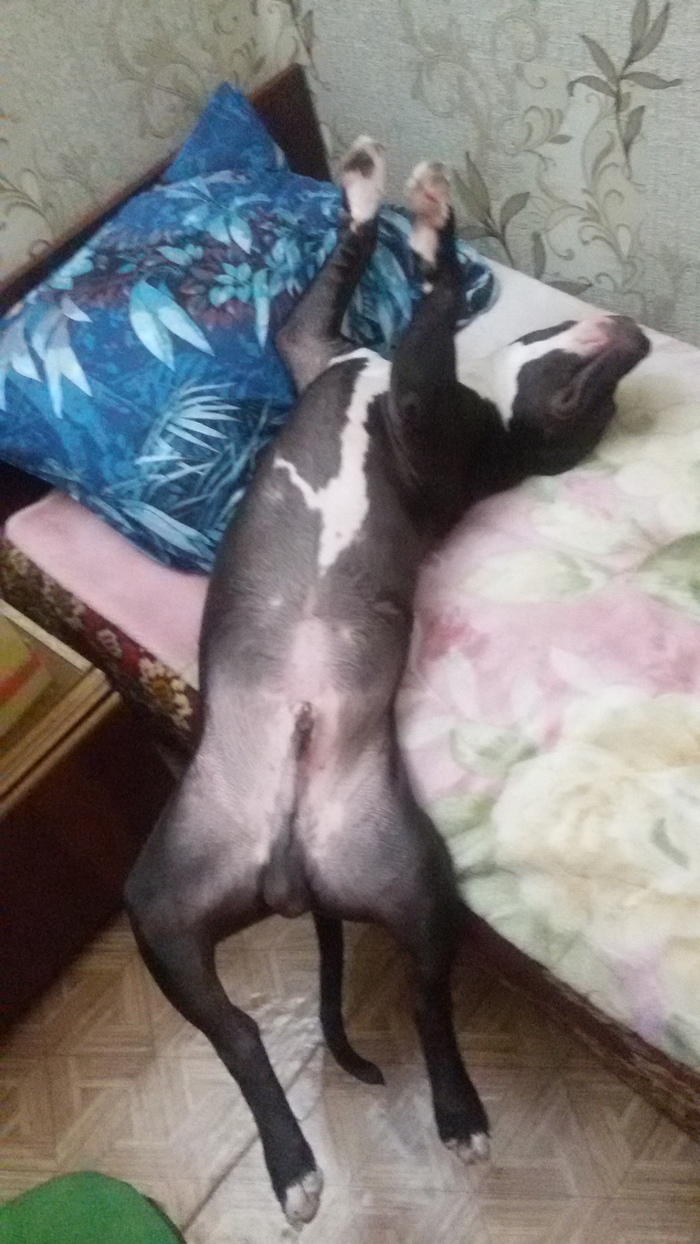 When I returned a little earlier from work :) - My, Dog, Amstaff, Caught, Dream, A second before