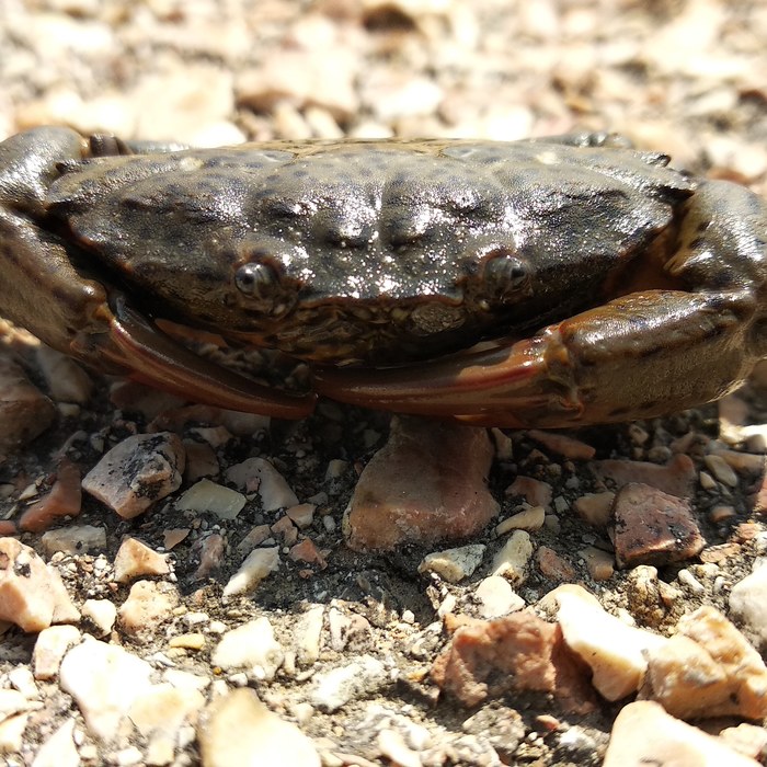 Crab - My, , Sevastopol, Longpost