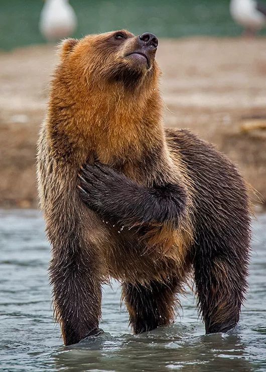 When they praise - The photo, The Bears, Praise, Water