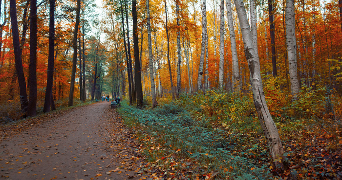 Specific Park - My, Autumn, Saint Petersburg, Specific Park