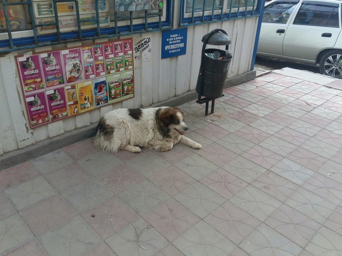 The most devoted among us - My, Dog, Friend, , Longpost